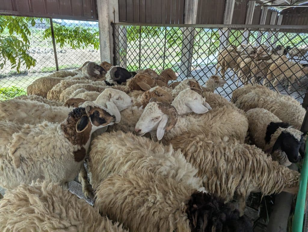 Farm photo 2