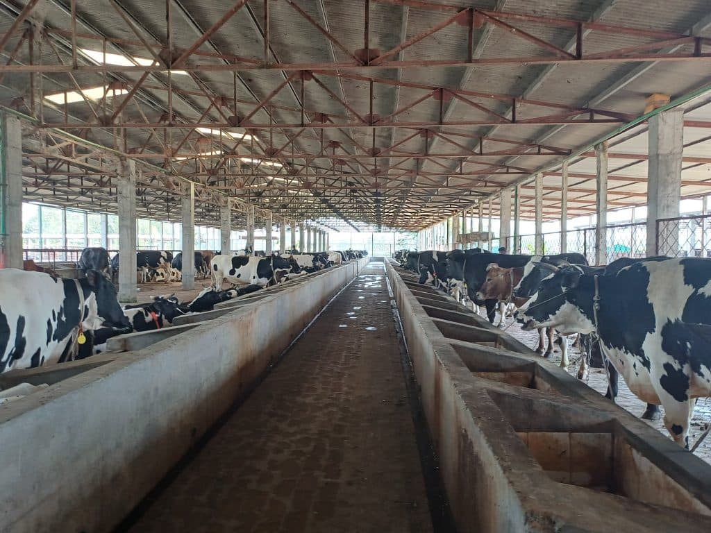 Cows